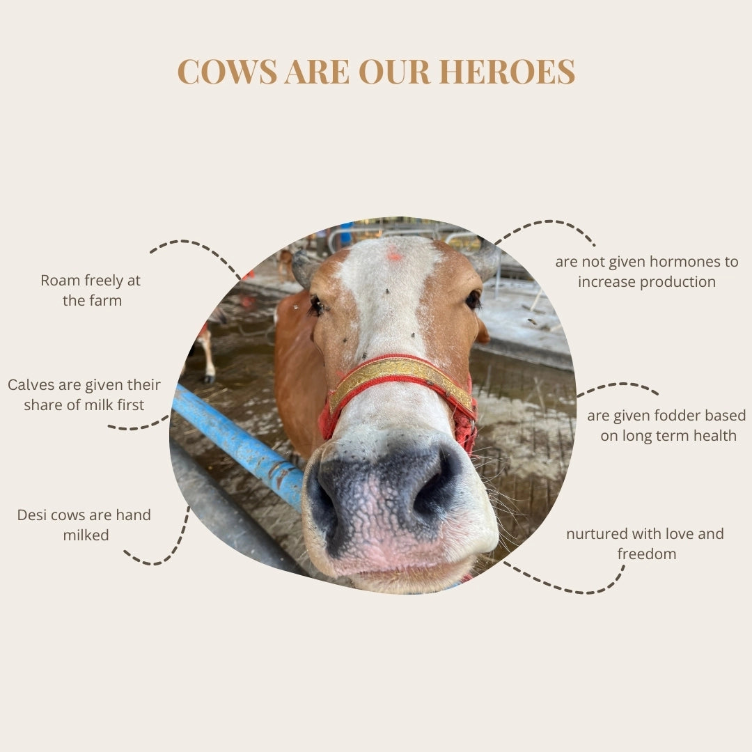 content detailing cows as heroes
